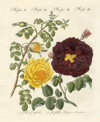 Rosenarten