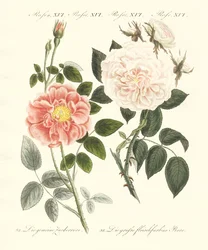 Arten von Rosen