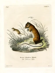 Labrador-Springmaus (farbige Gravur)