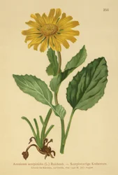 Großblütiger Gämswurz