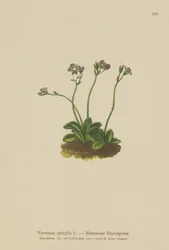 Blattloser Ehrenpreis (Veronica aphylla)