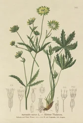 Kleine Sterndolde (Astrantia minor)