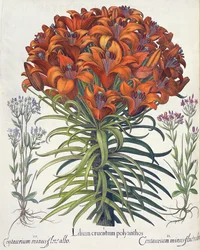 Lilie und Tausendgüldenkraut: 1. Lilium cruentum polyanthos; 2. Centaurium minus flore rubro; 3. Centaurium minus flore albo, aus dem Hortus Eystettensis von Basil Besler, veröffentlicht 1613