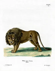 Löwe