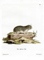 Kleiner Grauer Hamster