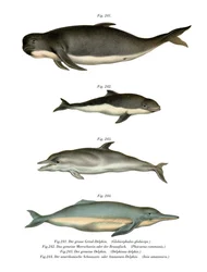 Langflossen-Grindwal, 1860