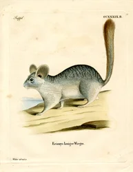 Langschwanz-Chinchilla