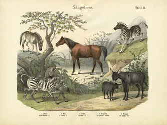 Säugetiere, um 1860