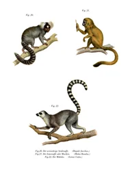 Krallenaffe, 1860