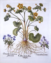 Sumpfdotterblume, Märzveilchen und Frühlingsenzian, aus Hortus Eystettensis, von Basil Besler, 1613