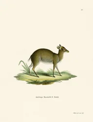 Maxwells Duiker