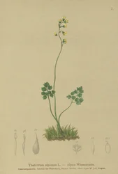 Alpen-Wiesenraute (Thalictrum alpinum)