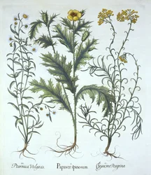Mexikanischer Mohn, Strand-Strohblume und Nieswurz, aus Hortus Eystettensis, von Basil Besler, veröffentlicht 1613