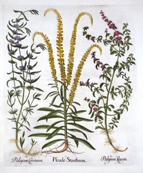 Reseda, Polei-Minze und Sumpfminze, aus Hortus Eystettensis, von Basil Besler, veröffentlicht 1613