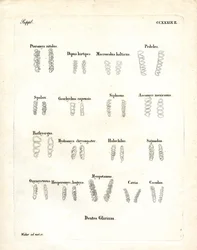 Backenzähne