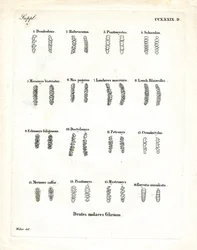 Backenzähne
