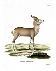 Mongolische Gazelle