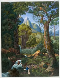 Morenia Poppigiana und Wald, aus 