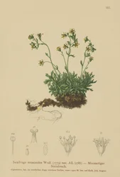 Moos-Steinbrech