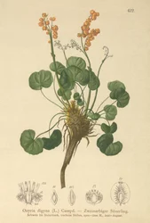 Berg-Ampfer