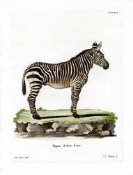 Bergzebra
