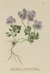 Mont-Cenis-Stiefmütterchen