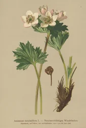 Narzissen-Anemone (Anemone narcissiflora)