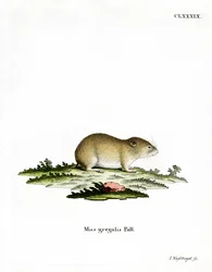Schmalkopf-Wühlmaus