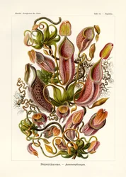 Nepenthaceae