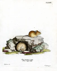 Nördliche Birkenmaus