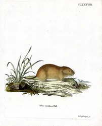 Nördliche Rotrücken-Wühlmaus