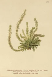 Nördlicher Moosfarn (Selaginella selaginoides, Selaginella spinulosa, Lycopodium selaginoides, Bernhardia spinosa)