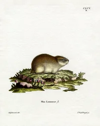 Norwegischer Lemming