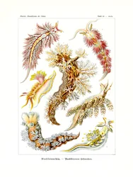 Nudibranchia