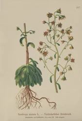 Oranger Steinbrech