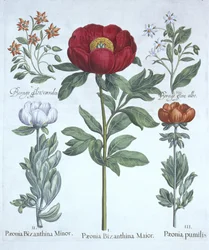 Pfingstrosen und Borretsch, aus Hortus Eystettensis, von Basil Besler (1561-1629), veröffentlicht 1613