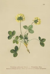 Blasser Klee