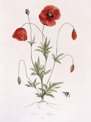Papaver Rhoeas