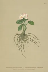 Parnassia-Hahnenfuß (Ranunculus parnassifolius)
