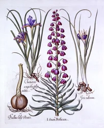 Persische Lilie und Schwertlilien, aus Hortus Eystettensis, von Basil Besler, 1613