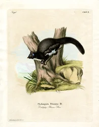 Petaurine Opossum