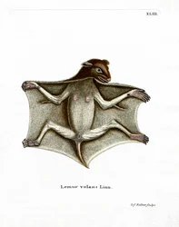 Philippinisches Flughörnchen