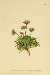Rosa Mannsschild (Androsace carnea)