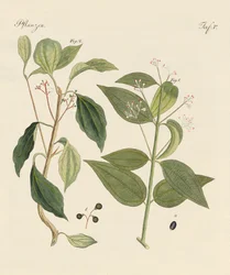 Pflanzen aus heißen Ländern