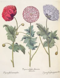 Mohnblumen: 1. Papaver multiplex albumoris rubicundis; 2. Papaver flore miniato plens; 3. Papaver flore plensargentei coloris, aus dem Hortus Eystettensis von Basil Besler, veröffentlicht 1613