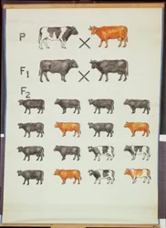 Poster, das Mendels Gesetz bei Rindern zeigt