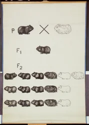 Poster, das Mendels Gesetz bei Meerschweinchen zeigt