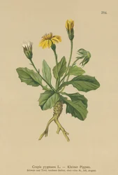 Zwerg-Greiskraut