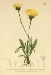 Pyrenäen-Löwenzahn