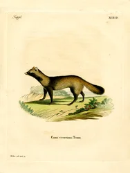 Marderhund